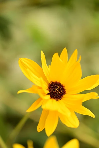 Vue Rapprochée Belles Fleurs Jaunes Dans Jardin — Photo