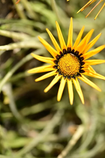 Nahaufnahme Von Schönen Gelben Blumen Garten — Stockfoto