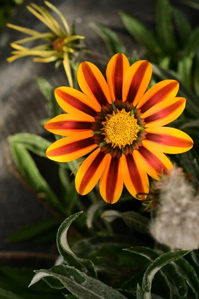Közeli Kilátás Gyönyörű Sárga Narancssárga Virágok Kertben — Stock Fotó
