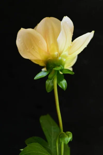 Belle Fleur Jaune Sur Fond Sombre Vue Rapprochée — Photo