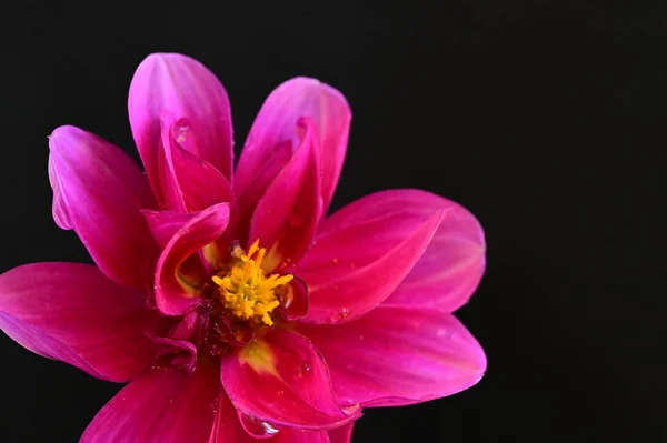 beautiful pink flower on dark background, close view