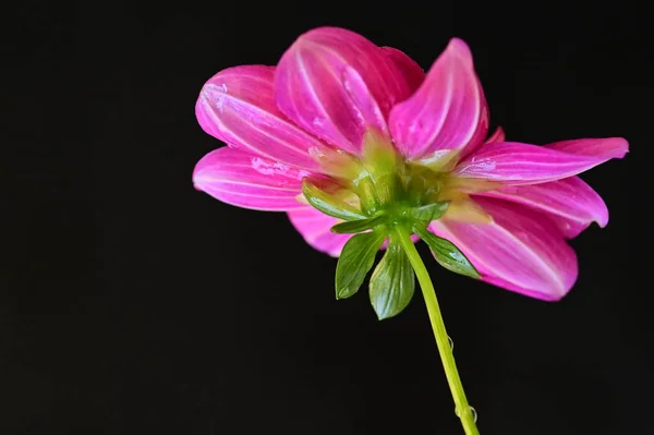 Piękny Różowy Kwiat Ciemnym Tle Widok Blisko — Zdjęcie stockowe
