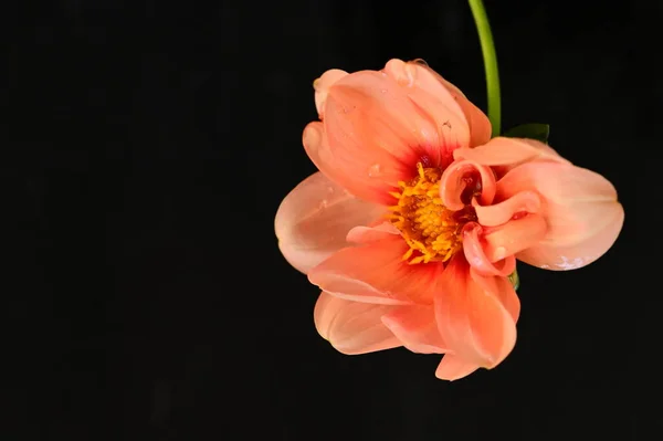 Schöne Rote Blume Auf Dunklem Hintergrund Nahsicht — Stockfoto
