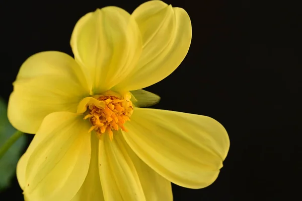 beautiful yellow flower on dark background, close view