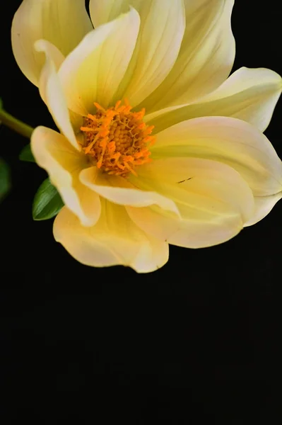 Koyu Arkaplanda Güzel Sarı Çiçek Yakın Görüş — Stok fotoğraf