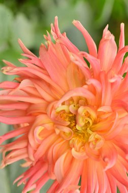 Bahçedeki güzel pembe çiçeklerin yakın görüntüsü