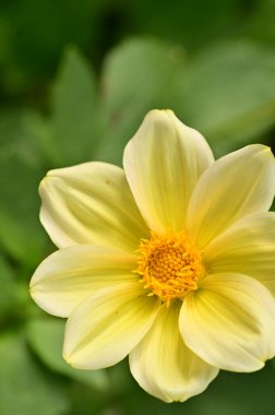 Bahçedeki güzel sarı çiçekleri kapat.