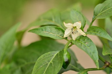 Bahçedeki güzel beyaz çiçekleri kapat.