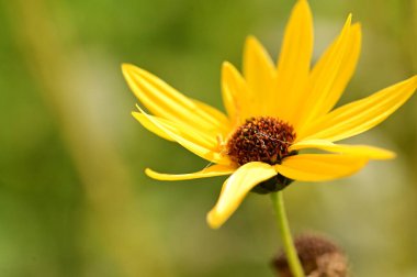 Bahçedeki güzel sarı çiçekleri kapat.