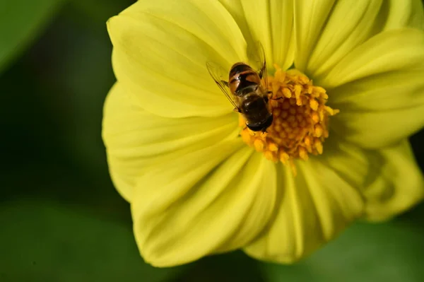 Пчела Сидящая Желтом Цветке Саду — стоковое фото