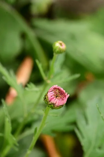 庭の綺麗なピンクの花を間近で見ることができ — ストック写真