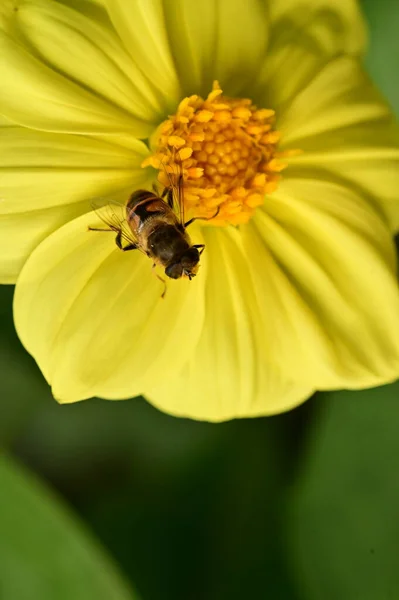 Biene Sitzt Auf Einer Gelben Blume Garten — Stockfoto