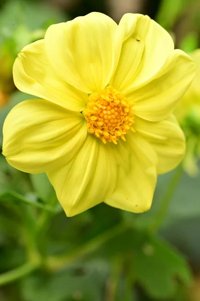 Nahaufnahme Von Schönen Gelben Blumen Garten — Stockfoto