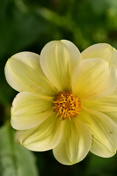 Vista Cerca Hermosas Flores Amarillas Jardín —  Fotos de Stock