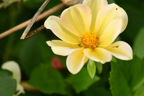 Вид Красивые Желтые Цветы Саду — стоковое фото