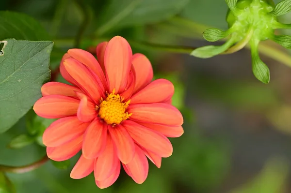 Vue Rapprochée Belles Fleurs Rouges Dans Jardin — Photo