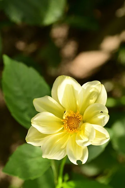 Vista Cerca Hermosas Flores Amarillas Jardín — Foto de Stock