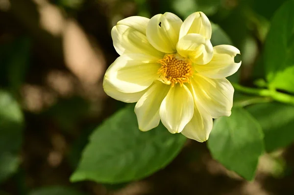 Zblízka Pohled Krásné Žluté Květy Zahradě — Stock fotografie