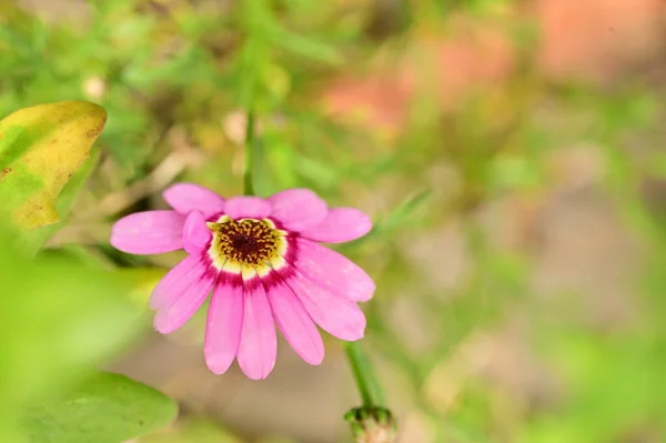 Vista Perto Belas Flores Cor Rosa Jardim — Fotografia de Stock