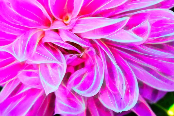 Крупный План Красивого Яркого Цветка — стоковое фото