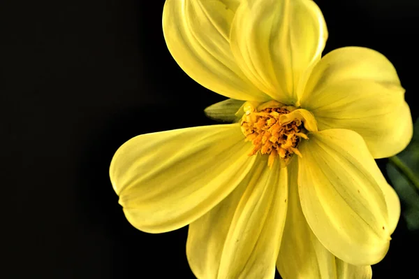 Belle Fleur Jaune Sur Fond Sombre Vue Rapprochée — Photo