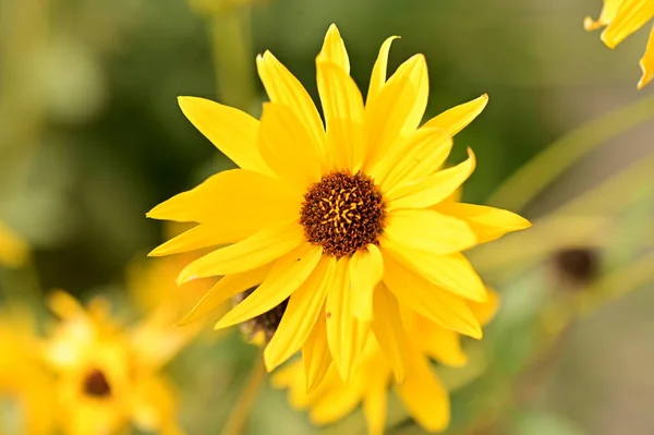 Vista Cerca Hermosas Flores Amarillas Jardín — Foto de Stock