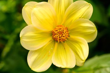 Bahçedeki güzel sarı çiçekleri kapat.