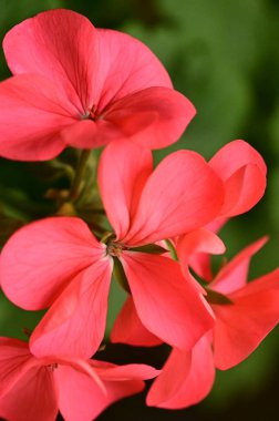 Bahçedeki güzel kırmızı çiçekleri kapat.