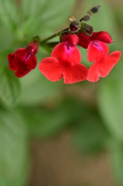 Bahçedeki güzel kırmızı çiçekleri kapat.