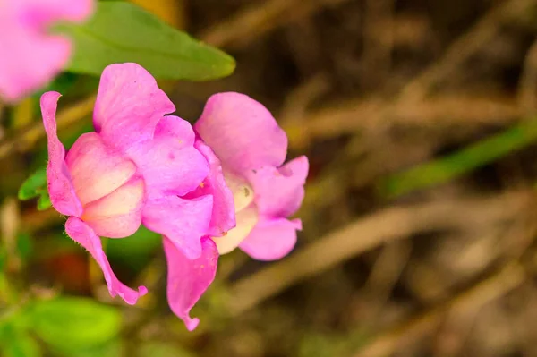 Close View Beautiful Pink Flowers Garden — Zdjęcie stockowe