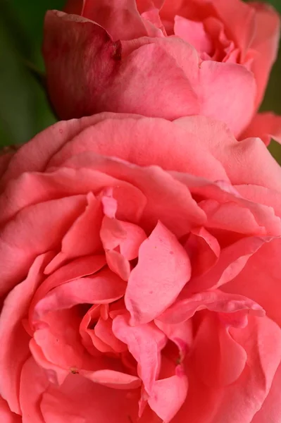 Vista Cerca Hermosas Flores Rosa Rosa Jardín — Foto de Stock