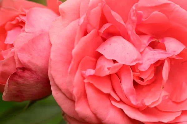 Vista Cerca Hermosas Flores Rosa Rosa Jardín —  Fotos de Stock