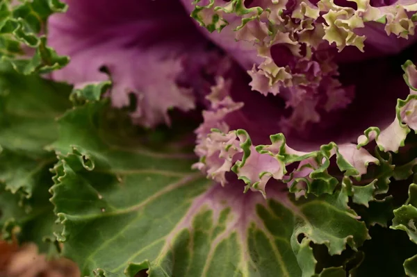 Purple kale cabbage, close up view