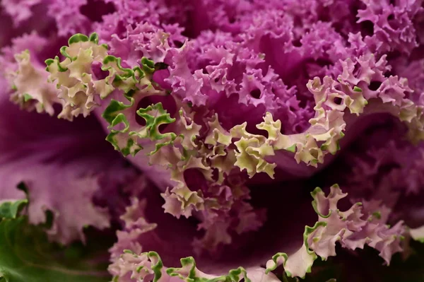 Purple kale cabbage, close up view