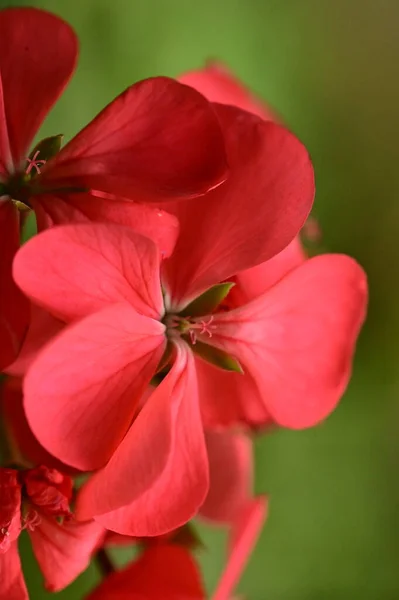 Nahaufnahme Von Schönen Roten Blumen Garten — Stockfoto