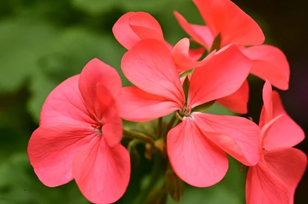 Крупним Планом Вид Красиві Червоні Квіти Саду — стокове фото