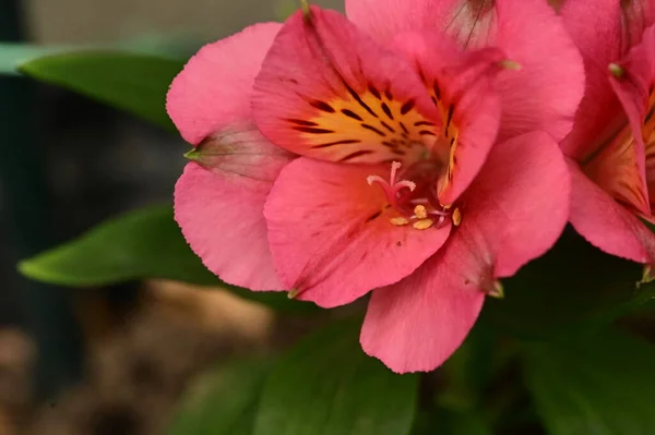 Vue Rapprochée Belles Fleurs Roses Dans Jardin — Photo