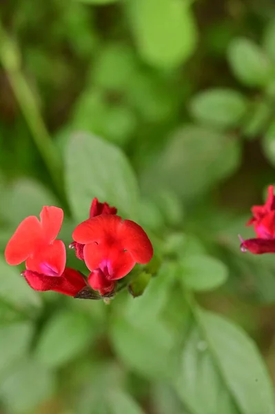 Close Uitzicht Mooie Rode Bloemen Tuin — Stockfoto