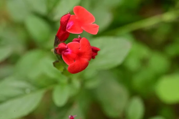 มมองใกล ดของดอกไม แดงท สวยงามในสวน — ภาพถ่ายสต็อก