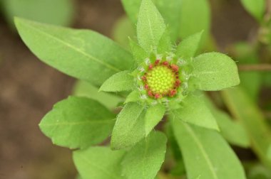 Bahçede çözünmemiş güzel çiçekler, yakın çekim manzarası.