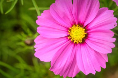 Bahçedeki güzel pembe çiçeklerin yakın görüntüsü