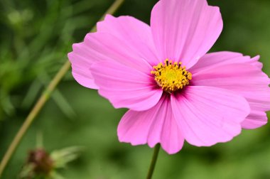 Bahçedeki güzel pembe çiçeklerin yakın görüntüsü