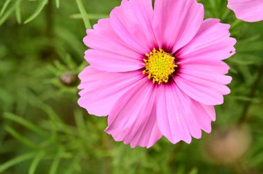 Bahçedeki güzel pembe çiçeklerin yakın görüntüsü