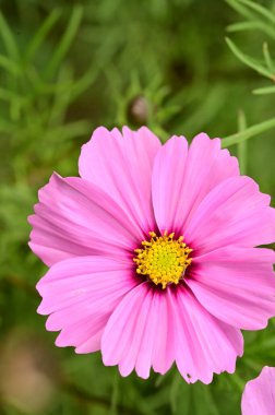 Bahçedeki güzel pembe çiçeklerin yakın görüntüsü