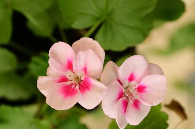 Bahçedeki güzel beyaz ve pembe çiçekleri kapat.