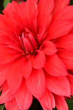 Bahçedeki güzel kırmızı çiçekleri kapat.