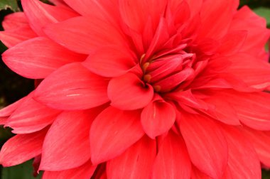 Bahçedeki güzel kırmızı çiçekleri kapat.