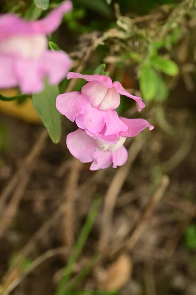 Közeli Kilátás Gyönyörű Rózsaszín Virágok Kertben — Stock Fotó