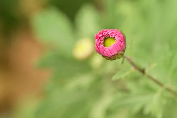 Close View Beautiful Pink Flowers Garden — Stok fotoğraf