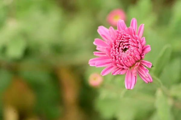 Close View Beautiful Pink Flowers Garden — Photo